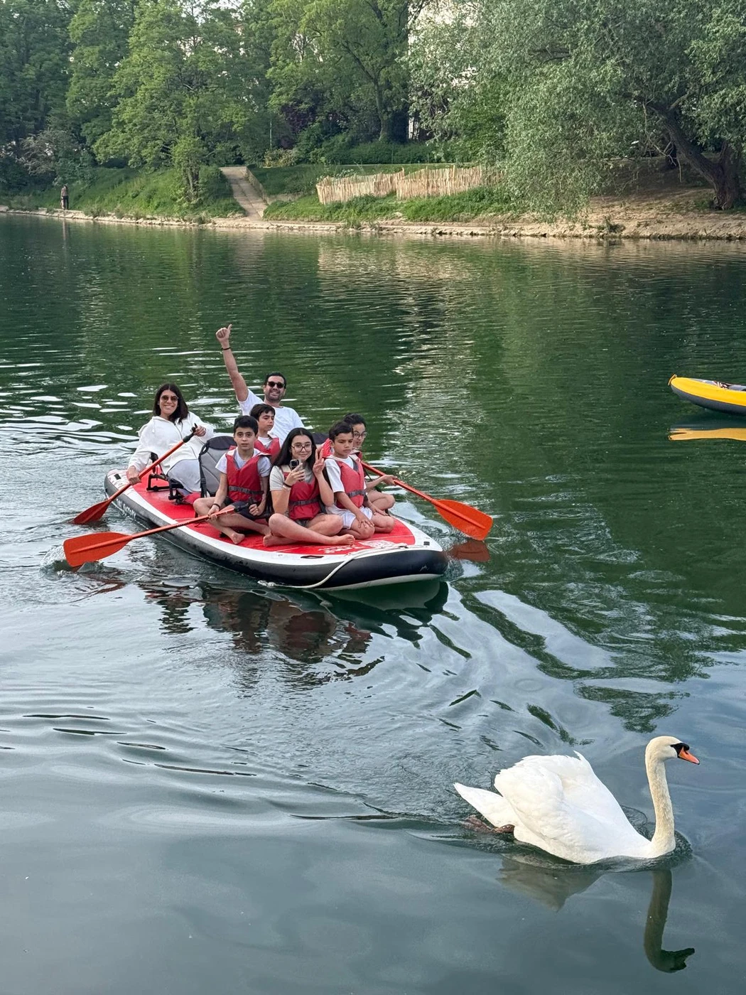 Cygne sur la Marne à Saint-Maur-des-Fossés